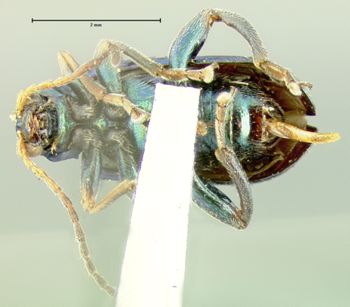 Media type: image;   Entomology 33873 Aspect: habitus ventral view